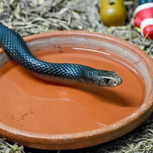 Eastern Brown Snake (Pseudonaja textilis)