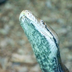Reticulated Python (Malayopython reticulatus)