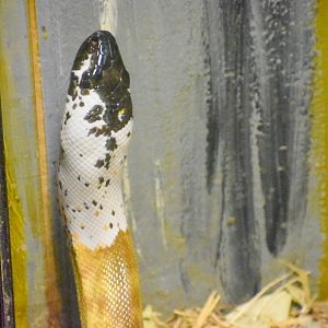 A White-headed Black-headed Python!