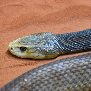 Coastal Taipan (Oxyuranus scutellatus)