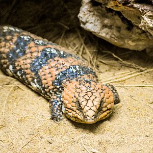 Goldfields Shingleback (Tiliqua rugosa rugosa)