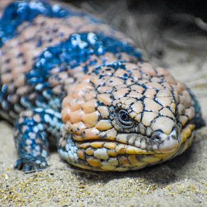 Goldfields Shingleback (Tiliqua rugosa rugosa)