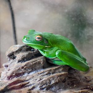 White-lipped Tree Frog (Litoria infrafrenatus)
