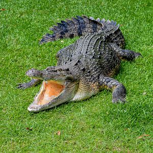 Saltwater Crocodile (Crocodylus porosus)