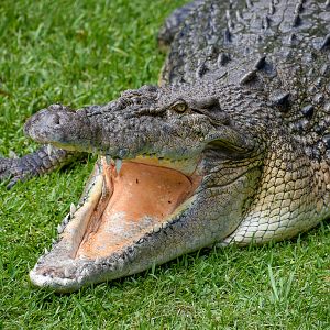 Saltwater Crocodile (Crocodylus porosus)