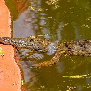 Freshwater Crocodile (Crocodylus johnsoni)