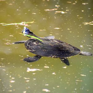 Australian Painted Turtle (Emydura subglobosa)