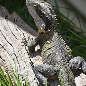 Australian Water Dragon (Intellagama lesueurii)