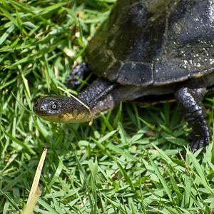 Eastern Long-necked Turtle (Chelodina longicollis)