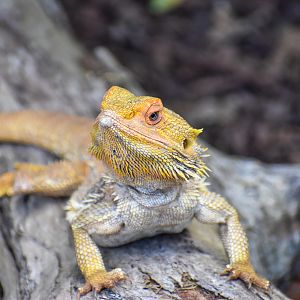 Central Bearded Dragon (Pogona vitticeps)