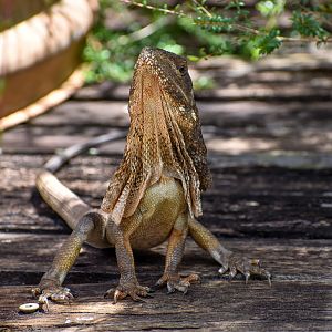 Frilled Dragon (Chlamydosaurus kingii)