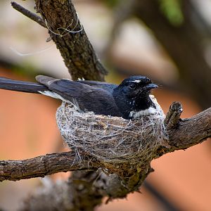 Willie Wagtail nesting in Perentie enclosure!