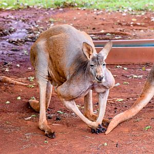 Red Kangaroo (Osphranter rufus)