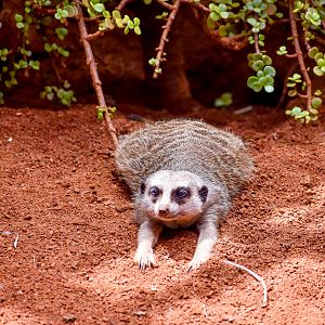 Meerkat (Suricata suricatta)