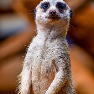 Meerkat (Suricata suricatta)