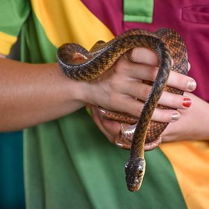 Snake Show - Brown Tree Snake