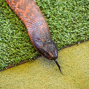 Snake Show - Collett's Snake