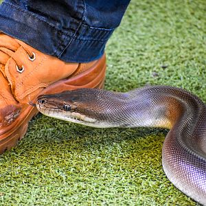 Snake Show - Olive Python