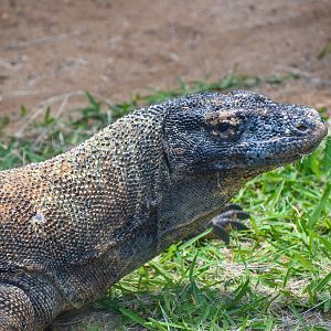 Komodo Dragon (Varanus komodoensis)