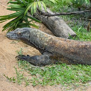 Komodo Dragon (Varanus komodoensis)