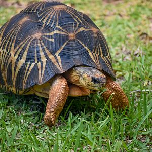 Radiated Tortoise (Astrochelys radiata)