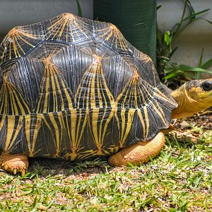 Radiated Tortoise (Astrochelys radiata)