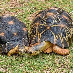 Radiated Tortoises (Astrochelys radiata)