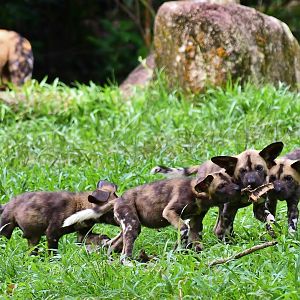 African Painted Dog puppies