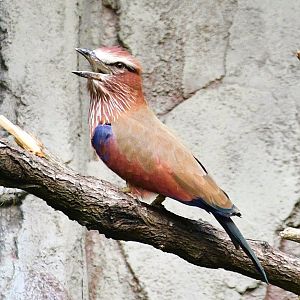 Purple Roller (Coracias naevius)