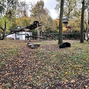 Part of the Asiatic black bear enclosure