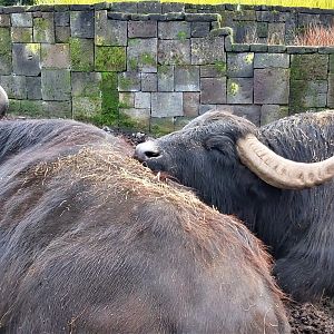 South European water buffalos