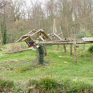 Gorilla island, December 2021