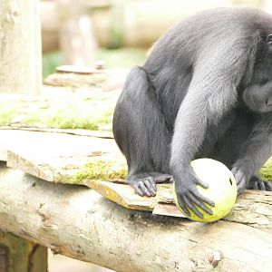 Sulawesi crested macaque, December 2021
