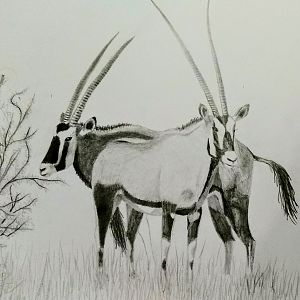A pair of Gemsbok