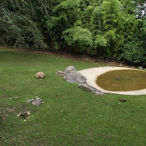 African Giant Tortoises' exhibit - Zooparc de Beauval - 09/2016