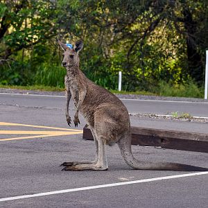 Kangaroo in Carpark