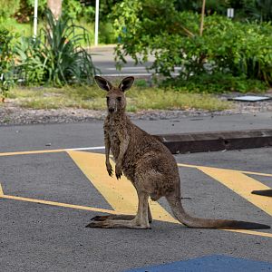 Kangaroo in Carpark