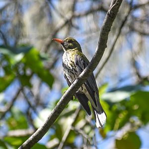 Olive-backed Oriole