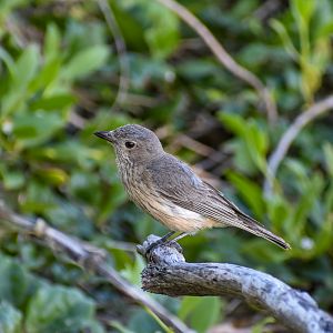 Rufous Whistler