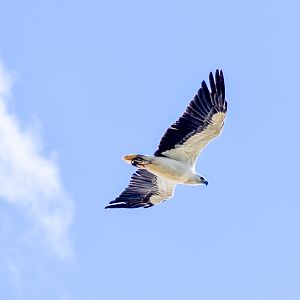 White-bellied Sea-Eagle