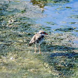 Black-fronted Dotterel