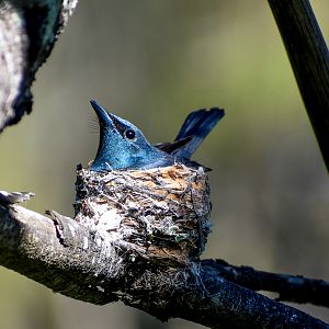 Leaden Flycatcher on Nest
