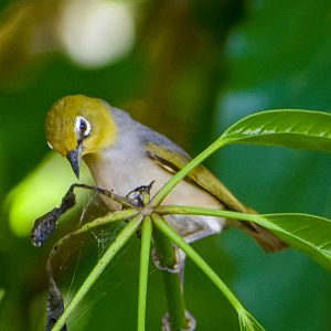Silvereye