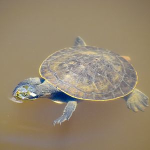 Krefft's Turtle