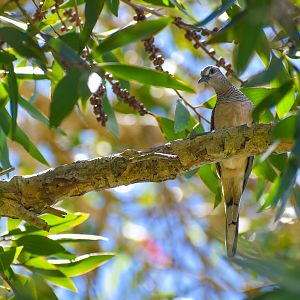 Young Peaceful Dove