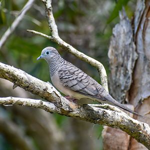 Peaceful Dove