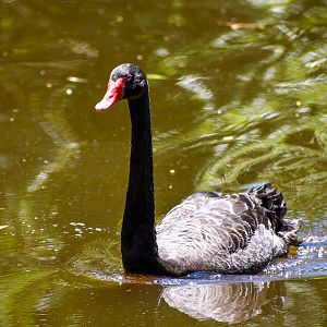 Black Swan