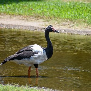 Magpie Goose