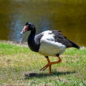 Magpie Goose