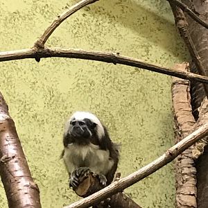 Cotton topped tamarin